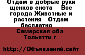 Отдам в добрые руки щенков енота. - Все города Животные и растения » Отдам бесплатно   . Самарская обл.,Тольятти г.